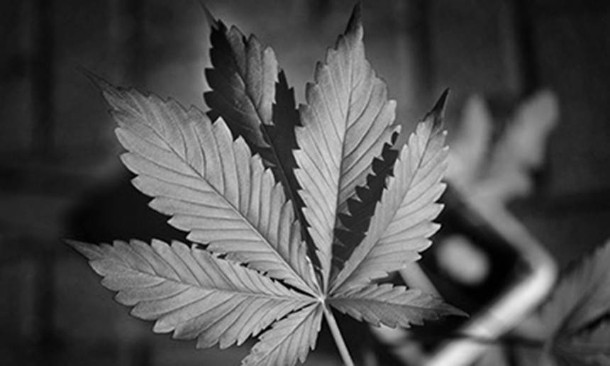 Новини Вінниці / Біля Вінниці молода жінка облаштувала плантацію коноплі