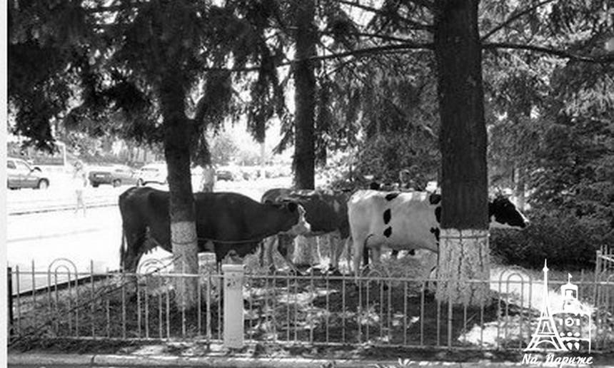Новини Вінниці / Чому селяни привели корів у Вінницю під будівлю Держгеокадастру?