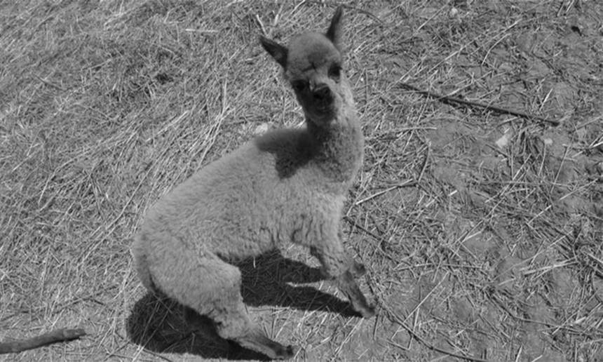 Новини Вінниці / У Вінниці народилося третє дитинча альпаки