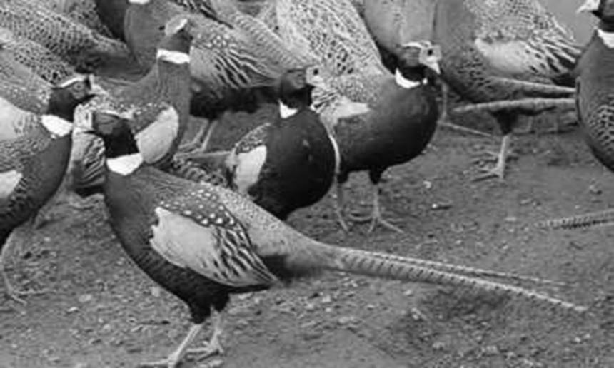 Новини Вінниці / Фазанів з Вінниччини розводять на Волині