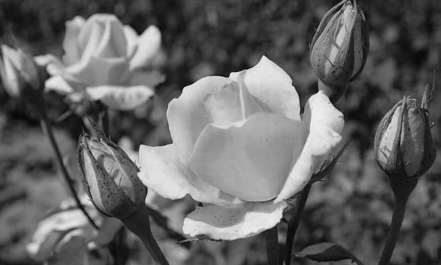 Новини Вінниці / Де на Вінниччині трояндовий рай?