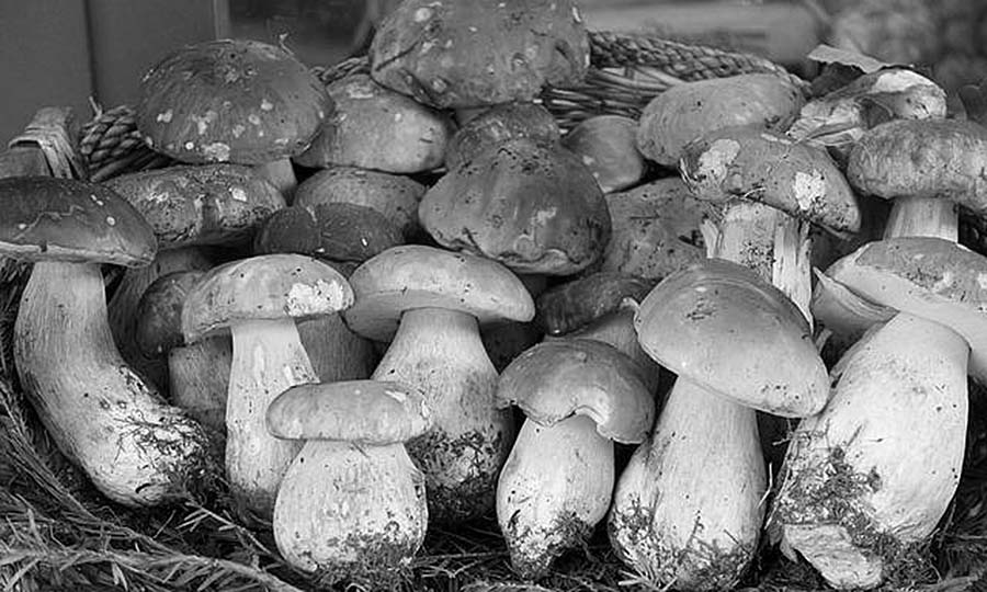 Новини Вінниці / Грибний сезон: скільки коштують дари лісів на ринках Вінниці (ВІДЕО)