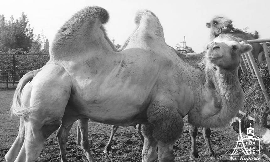 Новини Вінниці / У вінницькому зоопарку оселився верблюд-переселенець із Донбасу