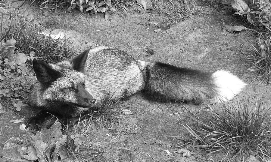 Новини Вінниці / Вінничанин тримає у квартирі чорно-буру лисичку (ВІДЕО)