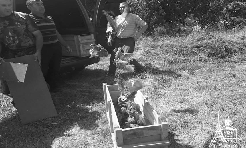 Новини Вінниці / Для чого на Вінниччині фазанів випустили у мисливських угіддях?