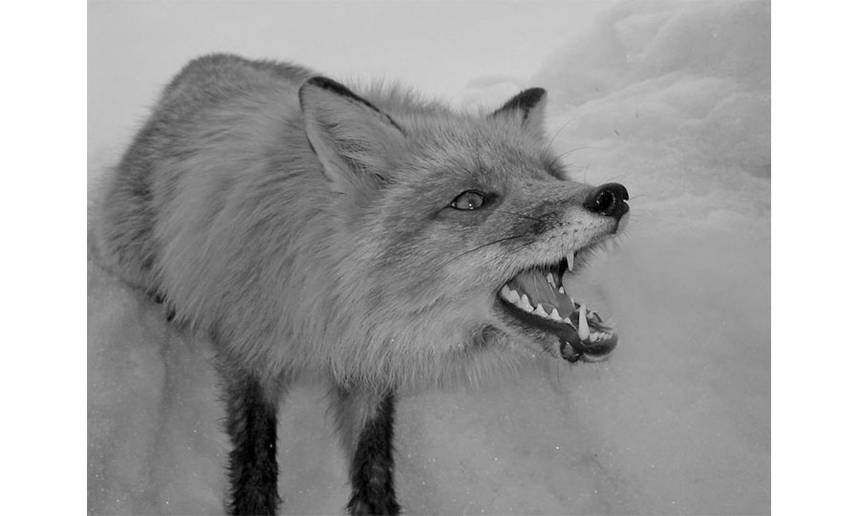 Новини Вінниці / Боротьба зі сказом: на Тиврівщині мисливцям обіцяють грошову винагороду за голову червоного лиса