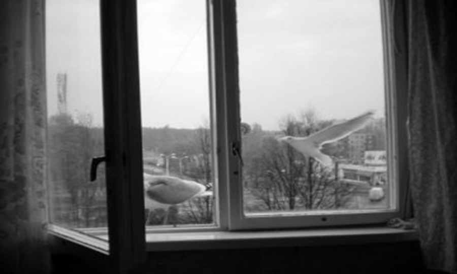 Новини Вінниці / Дві версії загибелі вінничанки, тіло якої знайшли біля багатоповерхівки 