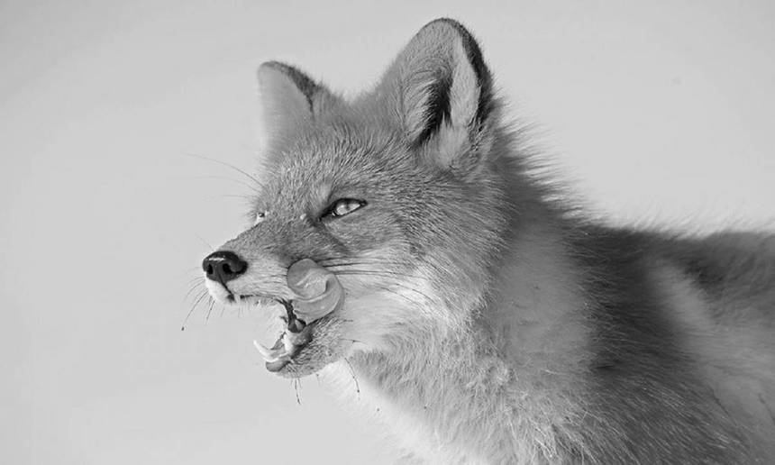 Новини Вінниці / На Вінниччині виявлено майже 130 випадків сказу