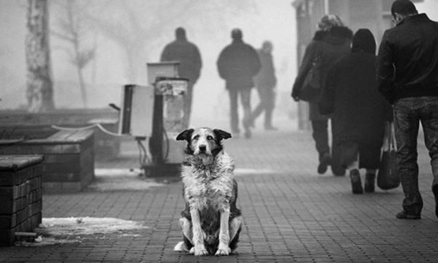 Новини Вінниці / Іноземний благодійний фонд дасть гроші на стерилізацію кількох сотень чотирилапих у Вінниці