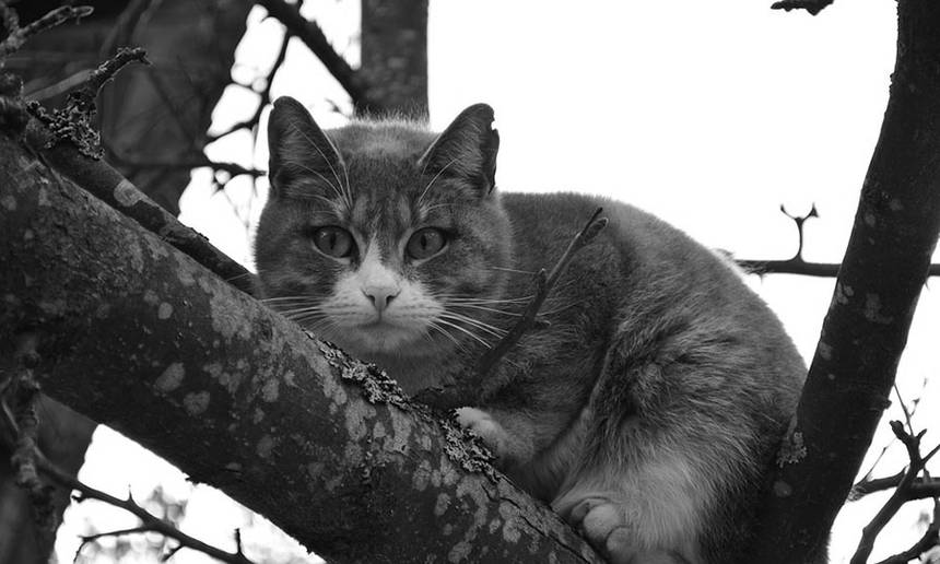 Новини Вінниці / Як у санаторії «Авангард» рятували кота (ФОТО)