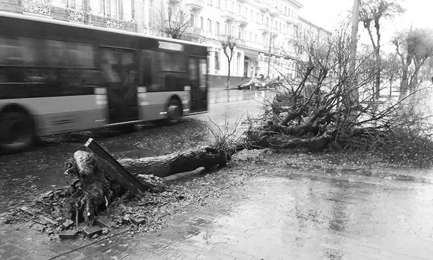 Новини Вінниці / Не витримало: у центрі Вінниці дерево звалилося на тротуар (ФОТО)