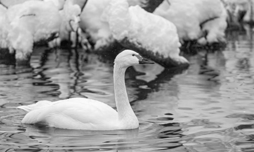 Новини Вінниці / У Гайсинському районі врятували двох лебедів, які потрапили у льодову пастку