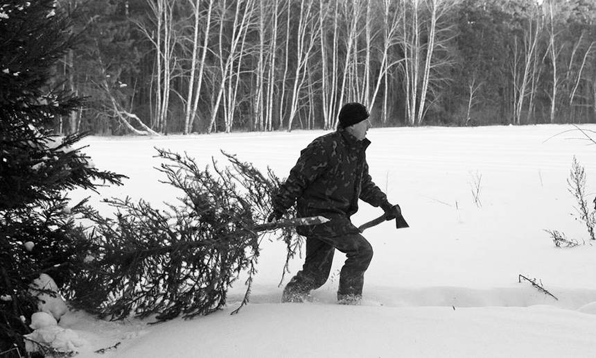 Новини Вінниці / Які штрафи чекають «ялинкових браконьєрів»?
