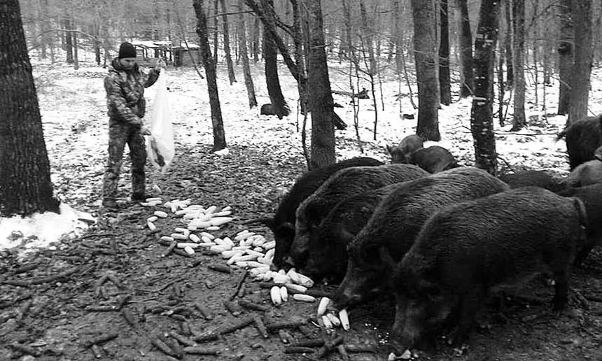 Новини Вінниці / Як у лісах Вінниччини підгодовують диких тварин (ФОТО)