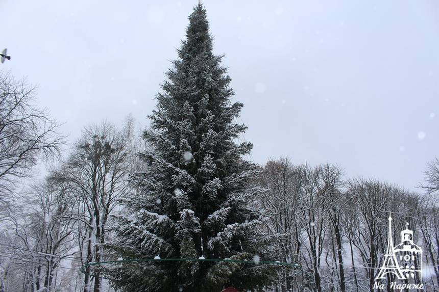 Новини Вінниці / 28  метрів заввишки: у Вінниці головну новорічну ялинку готують до вікриття (ФОТО)
