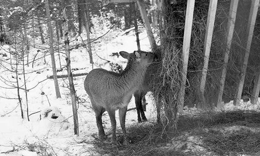 Новини Вінниці / Як взимку підгодовують мешканців подільських лісів (ВІДЕО)