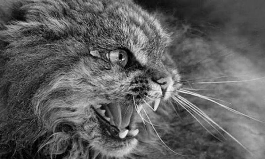 Новини Вінниці / У селі в Гайсинському районі оголосили карантин через скаженого кота