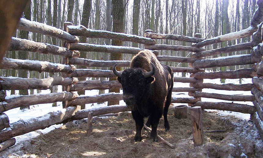 Новини Вінниці / На Вінниччині провели «перепис» зубрів європейських (ФОТО)