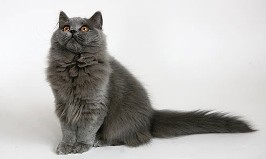 Новини Вінниці / У вінницькому музеї оселився кіт Шпатель (ВІДЕО)