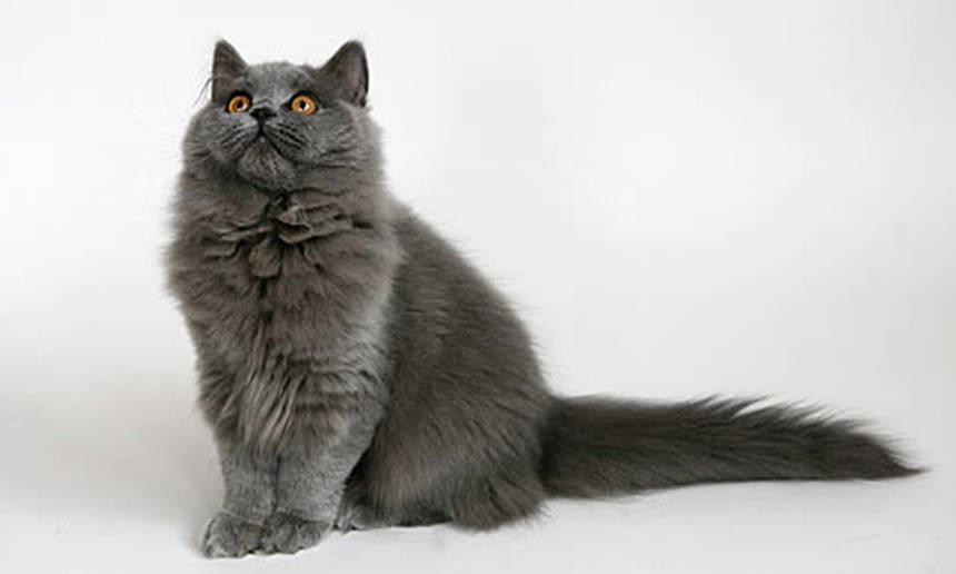 У вінницькому музеї оселився кіт Шпатель (ВІДЕО) / Новости Винницы и области / Інформаційний портал На Париже Новини Вінниці / У вінницькому музеї оселився кіт Шпатель (ВІДЕО)