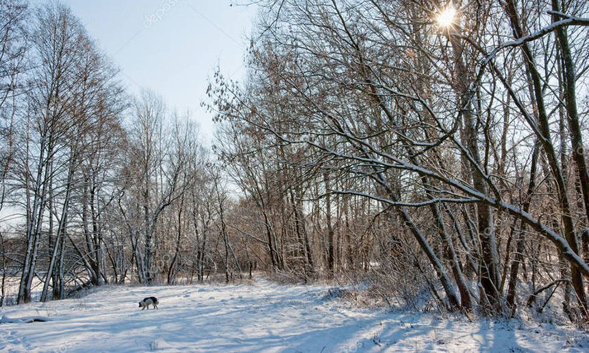 У лісових угіддях Вінниччини браконьєри надалі полюють за тваринами у жорстокий спосіб / Новости Винницы и области / Інформаційний портал На Париже Новини Вінниці / У лісових угіддях Вінниччини браконьєри надалі полюють за тваринами у жорстокий спосіб