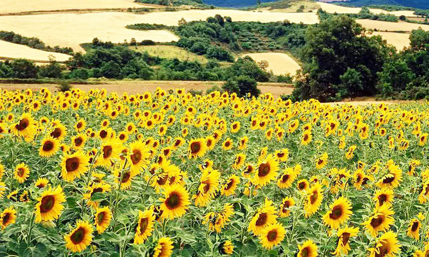 %d1%81%d0%be%d0%bd%d1%8f%d1%85%d0%b8