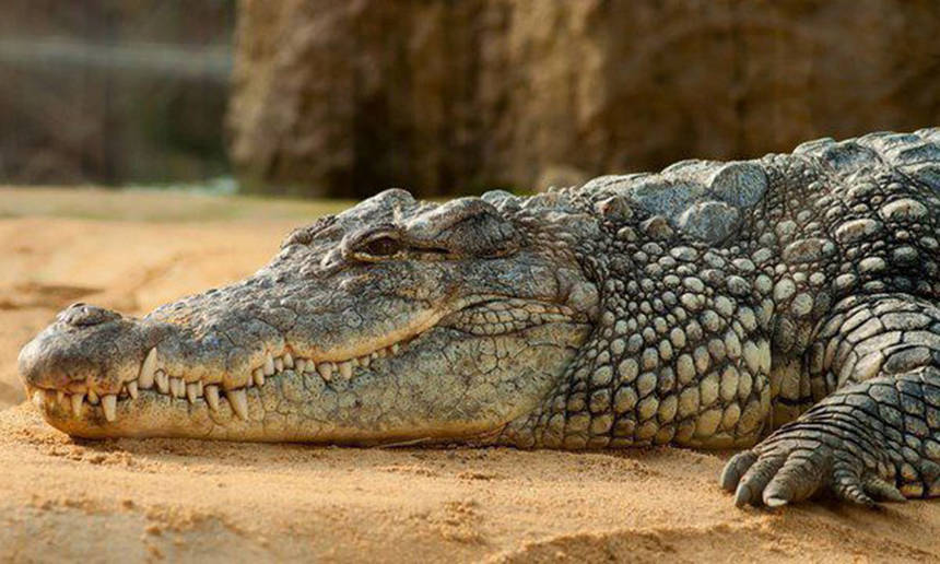 %d0%ba%d1%80%d0%be%d0%ba%d0%be%d0%b4%d0%b8%d0%bb