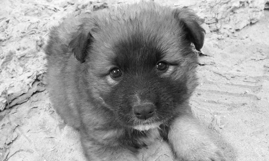 %d1%86%d1%83%d1%86%d0%b5%d0%bd%d1%8f