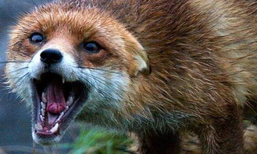 %d0%bb%d0%b8%d1%81%d0%b8%d1%86%d1%8f