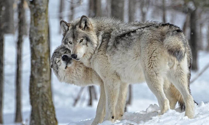 %d0%b2%d0%be%d0%b2%d0%ba%d0%b8