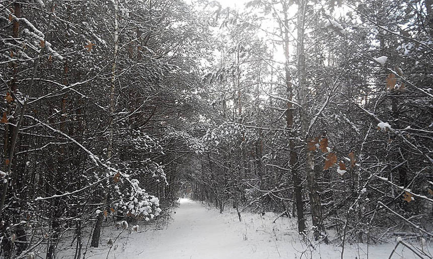 Новини Вінниці / На Вінниччині копи й лісівники шукали двох дітей, які заблукали у лісі