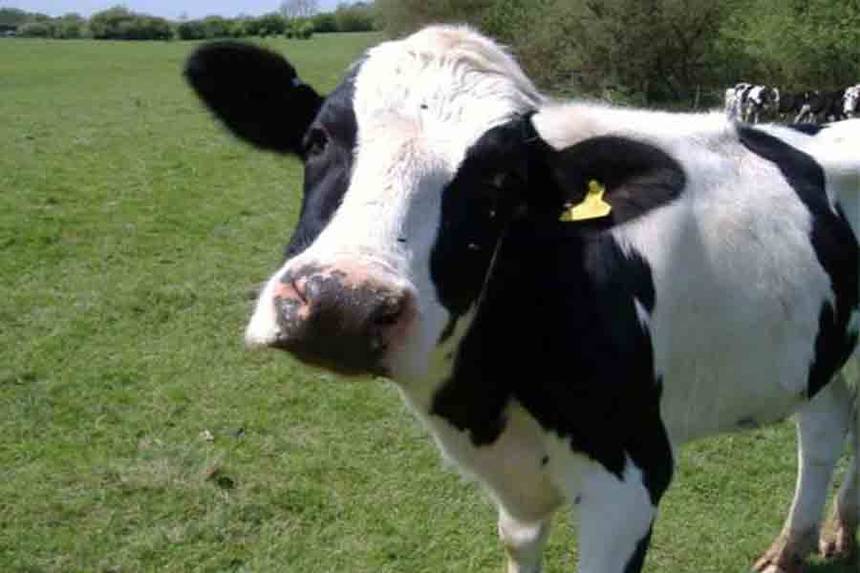 Новини Вінниці / Молоко вінницьких корів планують досліджувати європейці