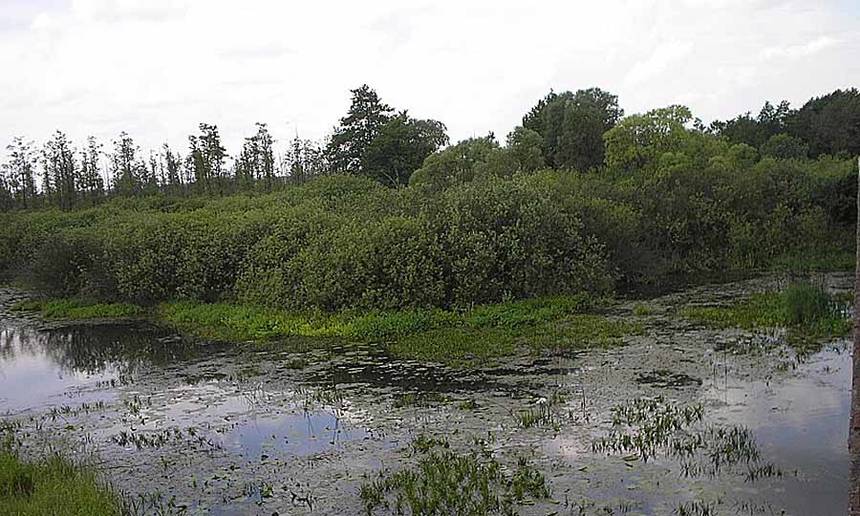 Новини Вінниці / На Вінниччині екоінспектори склали протоколи на голів кількох сільських рад, які не дбали про заказник