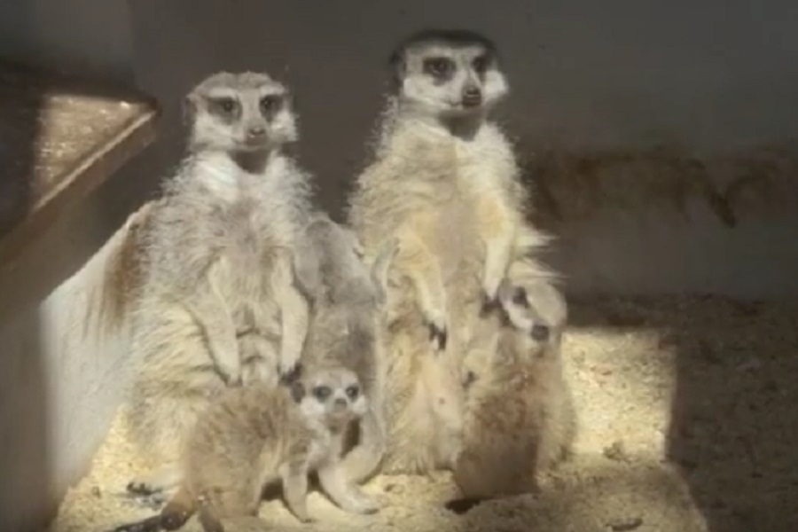 Новини Вінниці / Як у Вінницькому зоопарку доглядають малят-сурикатів (ВІДЕО)