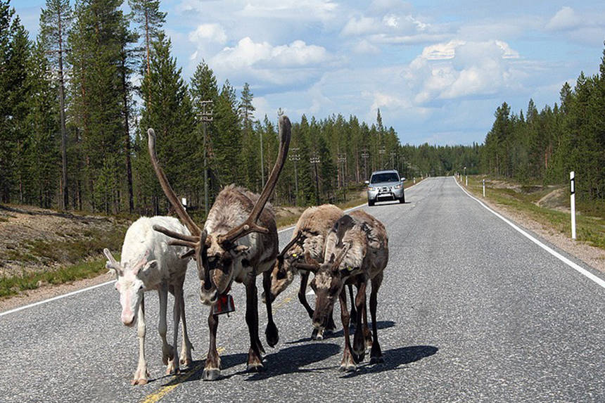 Мерії Вінниці пропонують залучити «муніципалів» для боротьби з міськими «оленями» / Новости Винницы и области / Інформаційний портал На Париже Новини Вінниці / Мерії Вінниці пропонують залучити «муніципалів» для боротьби з міськими «оленями»