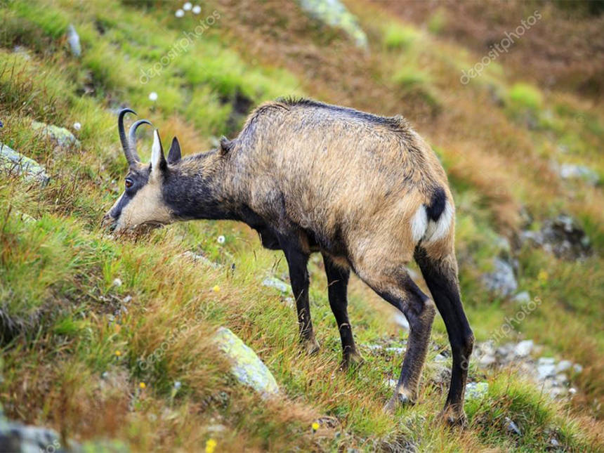 Новини Вінниці / До Подільського зоопарку зі Словаччини переїдуть унікальні для України тварини