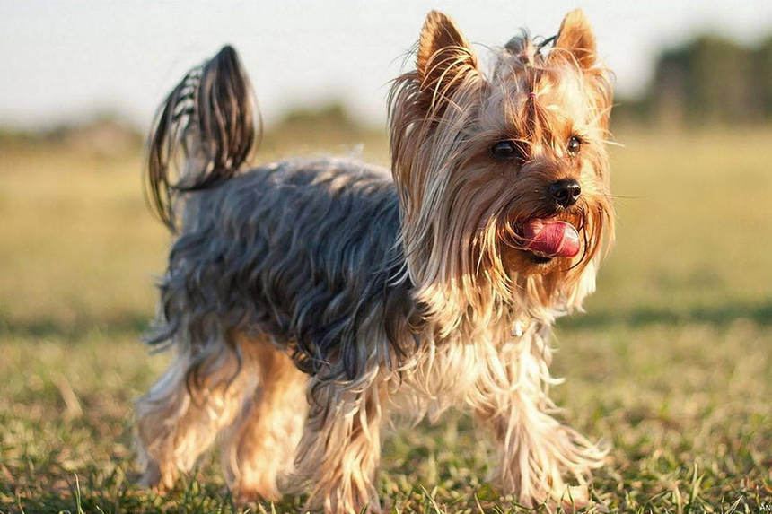 Чи потрібен у Вінниці парк для друзів людей? Вінничани намагаються відстояти майданчик для вигулу тварин / Новости Винницы и области / Інформаційний портал На Париже Новини Вінниці / Чи потрібен у Вінниці парк для друзів людей? Вінничани намагаються відстояти майданчик для вигулу тварин