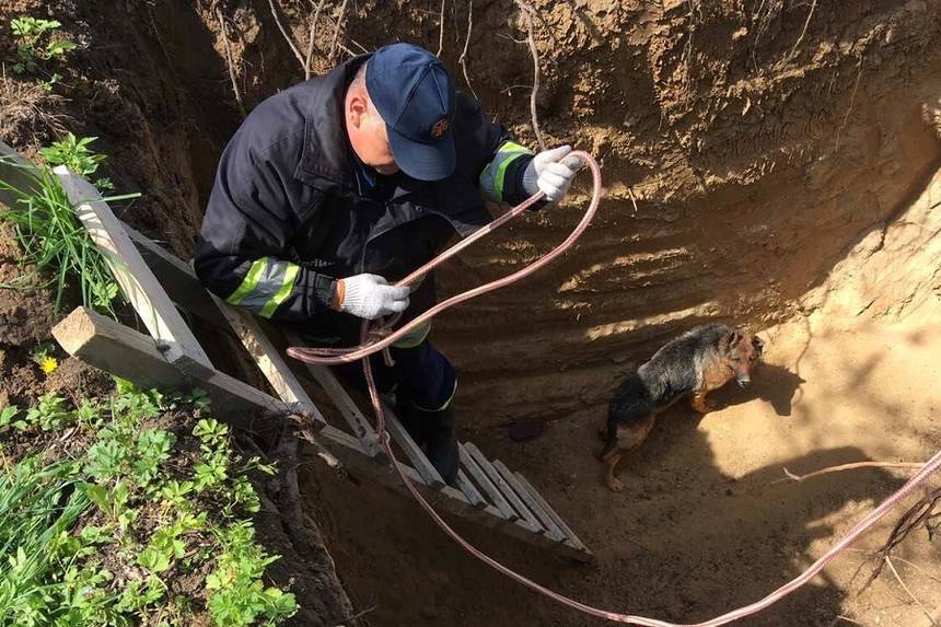 Новини Вінниці / Двох песиків та їжака із 4-метрового котлована біля Немирова витягали рятувальники 