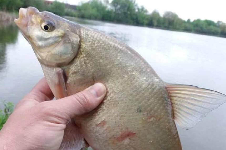 Новини Вінниці / Чому задихається риба у Тиврівському районі на Вінниччині?