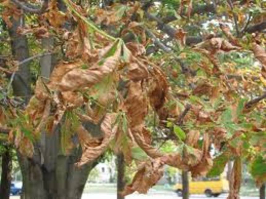 Новини Вінниці / Міську владу через петицію просять «врятувати» вінницькі каштани