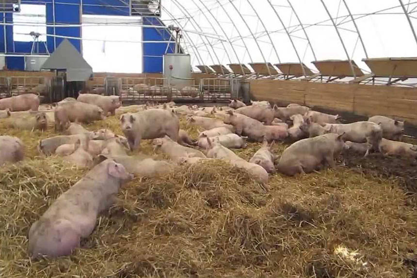 Новини Вінниці / Черговий спалах АЧС на Вінниччині: знищать понад тисячу свиней