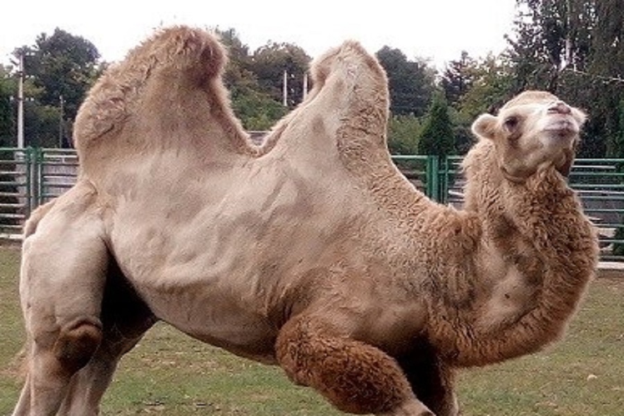 Новини Вінниці / У Вінниці верблюдиця народила первістка: вага «хлопчика» 80 кілограмів (ВІДЕО) 