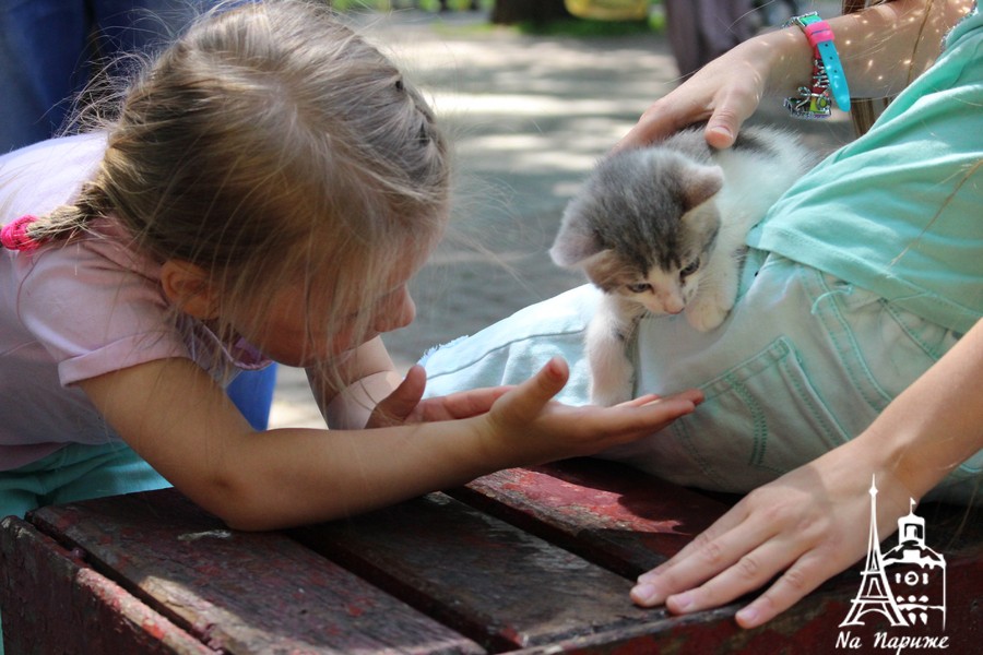Новини Вінниці / Безпритульні котики й песики шукають собі господарів на фестивалі у Вінниці (ФОТО, ВІДЕО)