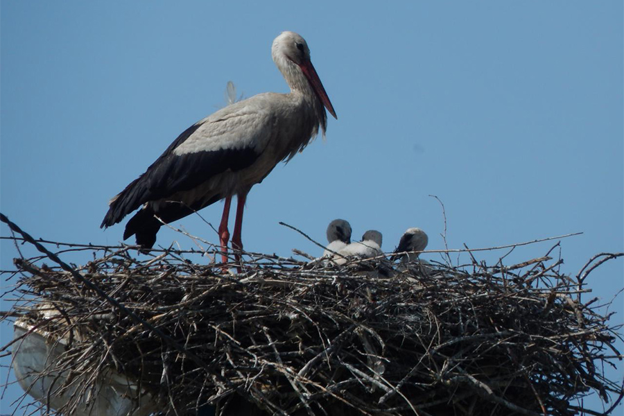 Новини Вінниці / В небі з лелеками. Як вінничани «політали» разом з граційними птахами (ВІДЕО) 