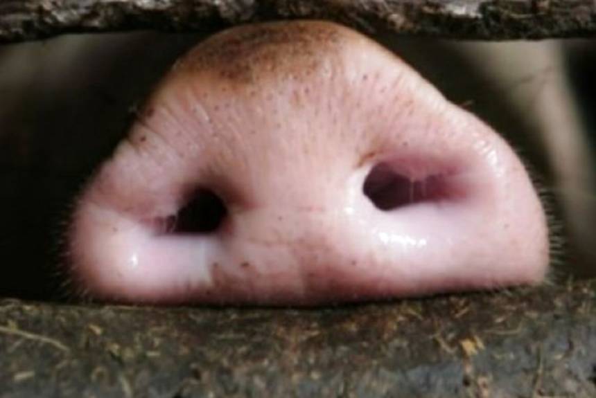 Майстерна втеча свині у Вінниці. Чотирилапа зникла з причепа авто посеред дороги (ВІДЕО) / Новости Винницы и области / Інформаційний портал На Париже Новини Вінниці / Майстерна втеча свині у Вінниці. Чотирилапа зникла з причепа авто посеред дороги (ВІДЕО)