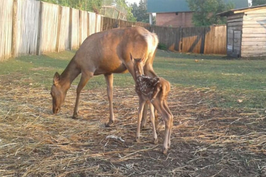 Новини Вінниці / У Вінницькому звіринці народилося оленятко (ФОТО)