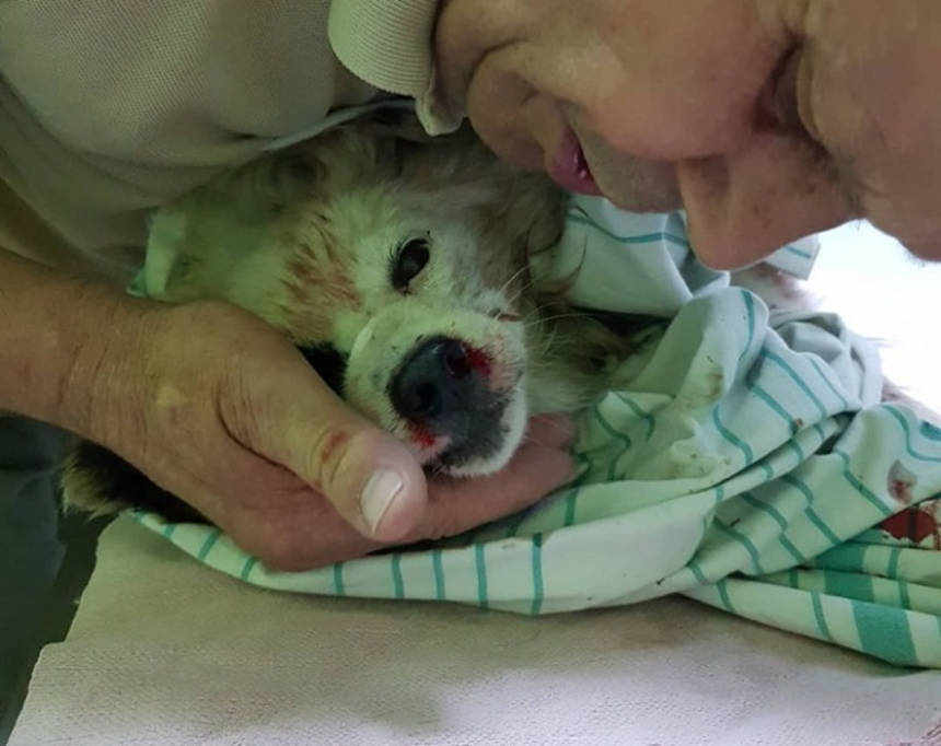 Новини Вінниці /  У Вінниці бійцівські собаки продовжують тероризувати місто. «Боєць» на очах перехожих шматував маленьку собачку