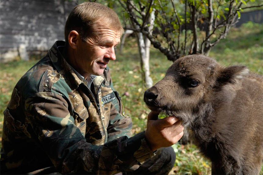 На Вінниччині проведуть переселення зубрів до інших регіонів країни / Новости Винницы и области / Інформаційний портал На Париже Новини Вінниці / На Вінниччині проведуть переселення зубрів до інших регіонів країни