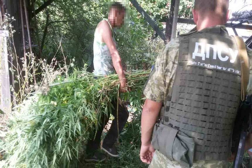 Новини Вінниці / Коноплю у теплиці вирощував житель Ямпільского району на Вінниччині (ФОТО, ВІДЕО)