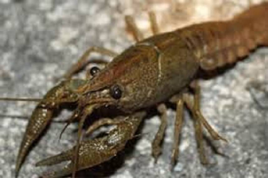 Новини Вінниці / Із 10 серпня на Вінниччині на місяць заборонять ловити раків